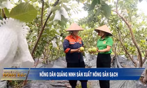 Nông dân Quảng Ninh sản xuất nông sản sạch