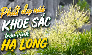 Phất dụ núi khoe sắc trên vịnh Hạ Long