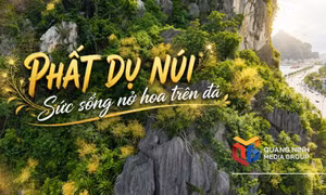 Phất dụ núi - Sức sống nở hoa trên đá