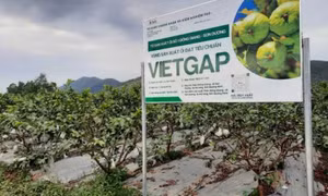Phát triển mô hình khuyến nông