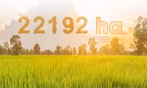 22.192 ha - là diện tích lúa vụ mùa năm 2022 trên địa bàn tỉnh đã gieo cấy xong