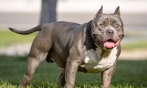 Một người phụ nữ ở Thanh Hóa bị chó Pitbull cắn chết