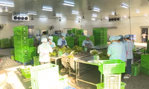 Phát triển sản xuất nông nghiệp hữu cơ - hướng đi bền vững 