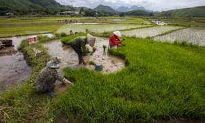 Ba Chẽ mùa nước đổ