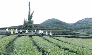 Đến năm 2025 sẽ chuẩn hoá các điểm đến và sản phẩm du lịch nông thôn