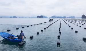 Bảo vệ môi trường biển