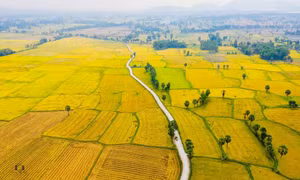 Đẹp ngỡ ngàng cánh đồng Văn Giáo mùa lúa chín