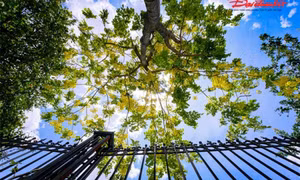 Ngắm muồng hoàng yến nhuộm vàng hồ Tây