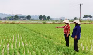 Đảm bảo cho sản xuất lúa vụ mùa