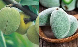 Tại sao gọi hạnh nhân xanh là thực phẩm vàng cho cơ thể?