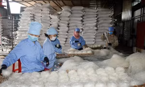 Doanh nghiệp OCOP Cẩm Phả: Đầu tư bài bản, mở rộng sản xuất