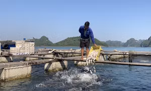 Để Vân Đồn trở thành vùng NTTS có mã số
