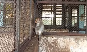 2 con khỉ quậy, bắt gà, trộm trứng ở Củ Chi