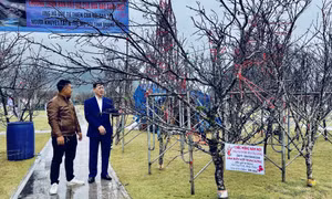 Đấu giá cây đào đá ủng hộ quỹ từ thiện