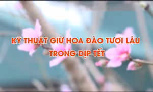 Kỹ thuật giữ hoa đào tươi lâu dịp Tết