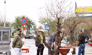 Hoa xuân xuống phố