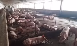 Kiểm tra, xử lý các trường hợp sử dụng chất cấm trong chăn nuôi