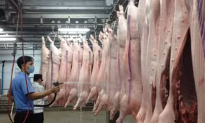 Tăng cường quản lý, kiểm soát giết mổ động vật bảo đảm an toàn dịch bệnh, an toàn thực phẩm