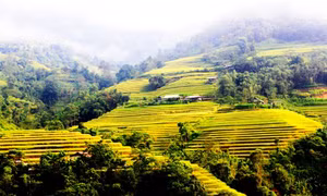 Kỳ vĩ ruộng bậc thang Hoàng Su Phì