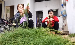 Tắm nước cây mùi già ngày Tết có tác dụng gì với sức khỏe?