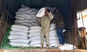 Xuất cấp gạo cho 7 tỉnh dịp Tết Quý Mão và giáp hạt năm 2023