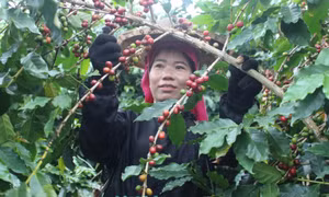 Đẩy mạnh hợp tác trong chương trình OCOP
