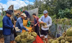Doanh nghiệp Việt tìm cách chinh phục thị trường Trung Quốc
