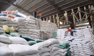 Xuất khẩu gạo: Thận trọng trước cơ hội lớn