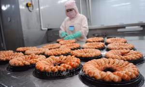 Ngành tôm ổn định sản xuất chờ cơ hội phục hồi
