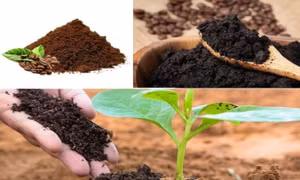 Loạt công dụng của bã cà phê có thể bạn chưa biết