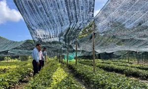 Đòn bẩy từ vốn tín dụng chính sách