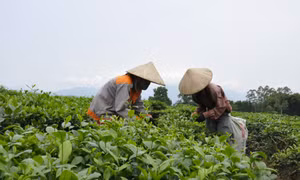 Nâng cao đời sống của người dân vùng chè Hải Hà