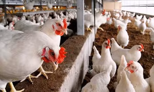 WHO cảnh báo nguy cơ virus gây cúm gia cầm tăng khả năng lây nhiễm ở người