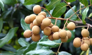 Nhãn ngon ngọt nhưng ai không nên ăn