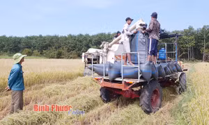 Bình Phước: Nông nghiệp bứt tốc hội nhập