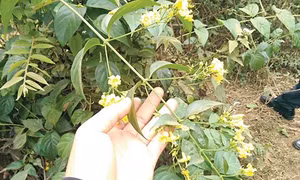 Một người tử vong, 4 người ngộ độc nặng do ăn nhầm lá ngón ​