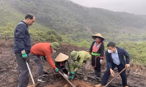 Hội Nông dân tỉnh ra quân trồng rừng gỗ lớn