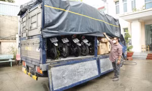 Dùng ô tô chở 5 xe máy gian đi tiêu thụ thì bị bắt