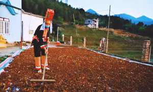 Tái cơ cấu nông nghiệp ở Bình Liêu 