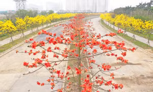 Hoa gạo và phong linh bung nở ở Hà Nội