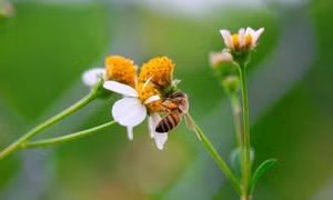 Tháng Ba mùa con ong đi lấy mật