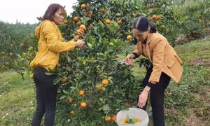 Hỗ trợ phụ nữ thoát nghèo bền vững