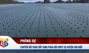 Chuyển đổi phao xốp sang phao nổi HDPE tại huyện Vân Đồn
