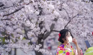 Mùa hoa anh đào nở trên khắp thế giới