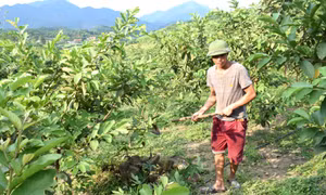 Người đi đầu xóa nghèo ở Đồn Đạc (Ba Chẽ)