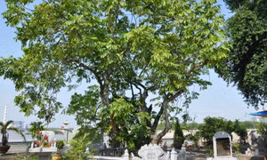 Gìn giữ và phát huy giá trị cây di sản