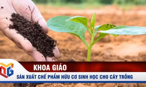 Quy trình sản xuất chế phẩm sinh học hữu cơ cho cây trồng