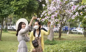 Dịu dàng mùa hoa ban trắng