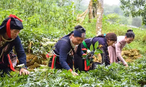 Hỗ trợ phát triển vùng trồng dược liệu quý 1 tỷ đồng/dự án