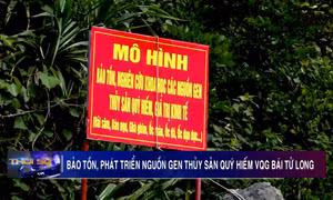 Bảo tồn, phát triển nguồn gen thủy sản quý hiếm trên vịnh Bái Tử Long